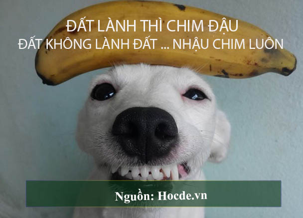 những câu nói hài hước bất hủ 